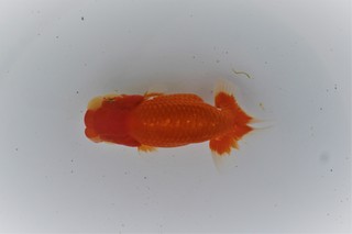 当歳魚 立行司 大岡光寿氏.JPG