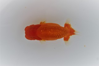 当歳魚 𦚰行司一 日向野一男氏.JPG