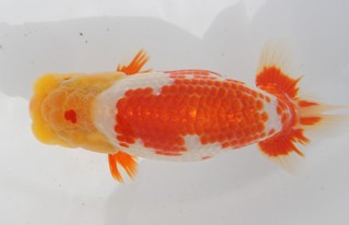 当歳魚.JPG