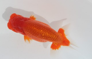 当歳魚(大) 関脇東 坂原正芳氏.JPG