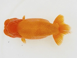 N_W07�e_���֘e_�O�� �����Y.jpg