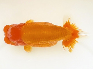 N_W09�e_������_�O�� �����Y.jpg