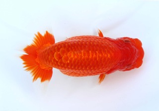 002 当歳魚大之部 西大関.jpg