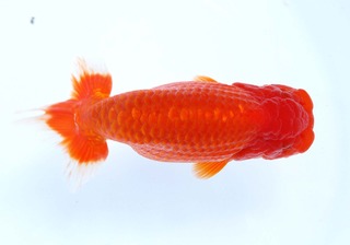 006 当歳魚大之部 東関脇.jpg
