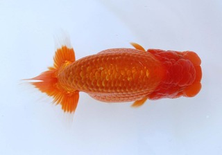 011 当歳魚大之部 勧進元2.jpg