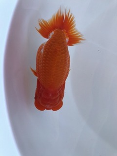 06_弐歳魚大関東_鎌田守.jpeg