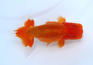 103 当歳魚小之部 立行司.jpg