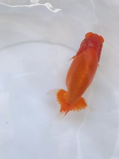 11_当歳魚大大関東_中野照弘.jpeg