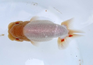 404 親魚 東取締.jpg