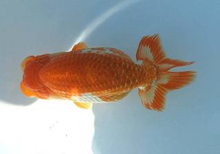 407 親魚 西関脇.jpg