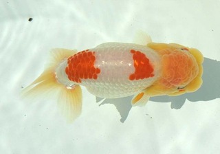 408 親魚 東小結.jpg