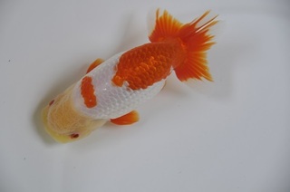 弐才魚立行司.jpg