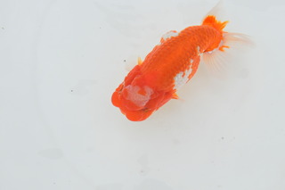 ΋si