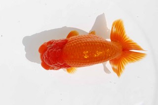 弐歳魚 東取締 小溝 晃.jpg