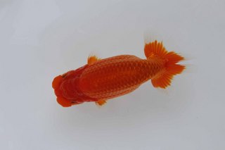 当歳魚 西大関 吉田 健治.jpg
