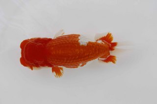 親魚 東取締 村上 勉.jpg