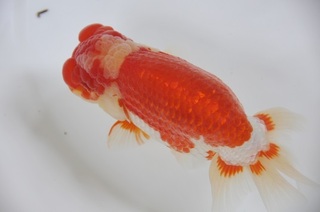 親魚立行司.jpg