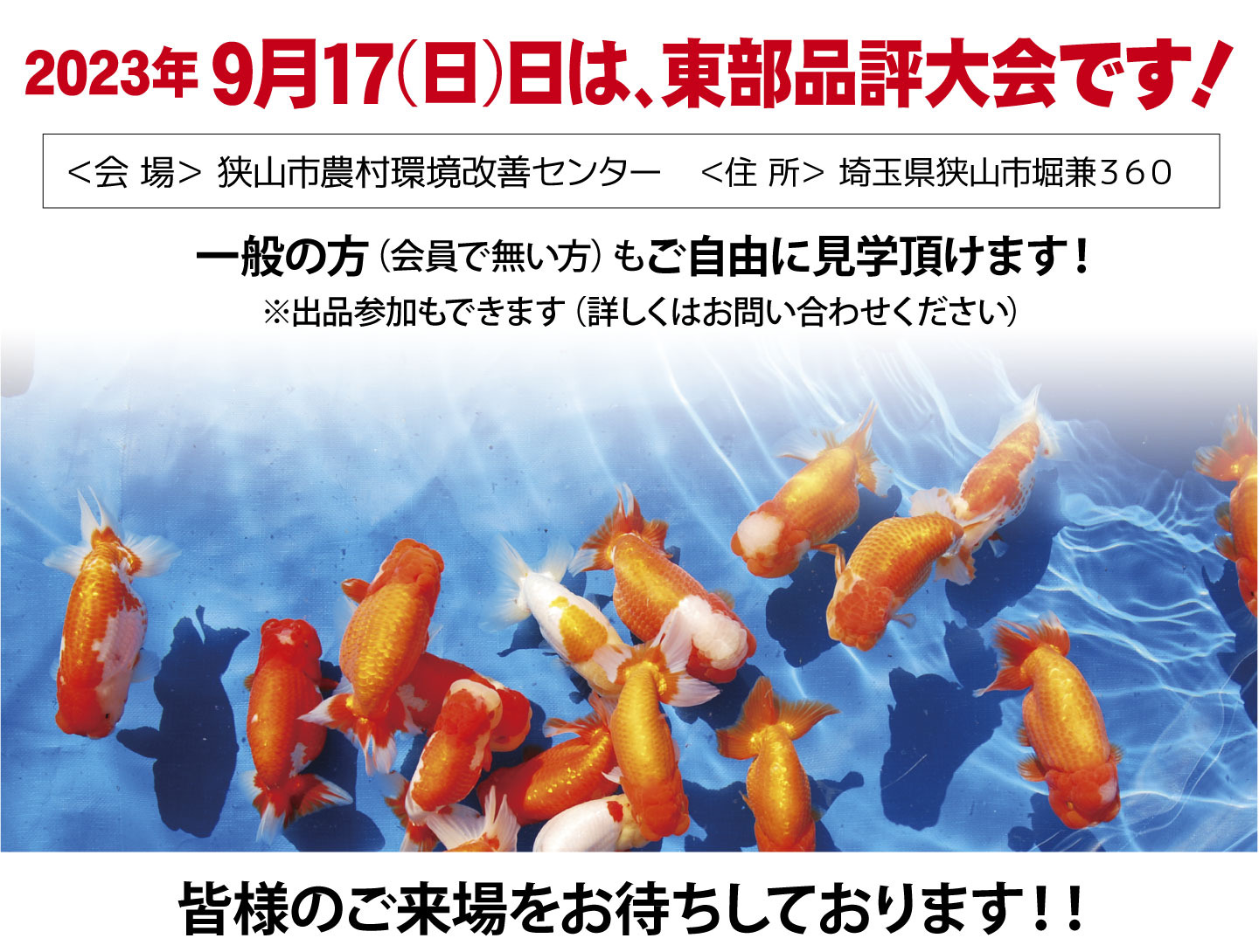 らんちゅう 上物 優良系統 研究会や品評会タイプ