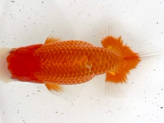 W05�T_�����_�ΐ� �v�`.jpg