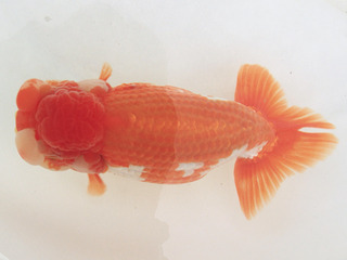 W05�e_�����_�O�� �����Y.jpg