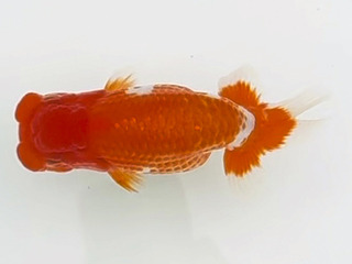 W07��_���֘e_�ΐ� �v�`.jpg