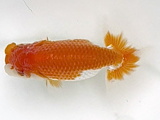 W11�T_���i����_�ΐ� �v�`.jpg