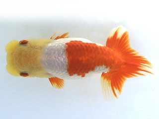 W13鶴_行司二_星野隆治.jpg