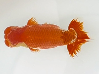 W14��_�s�i�O_�V�� �_�V.jpg