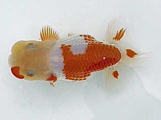 W15�T_�e�s�i��_ �����@�O�V.jpg