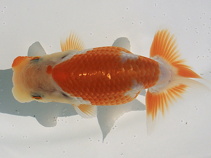 埼玉らんちゅう連合内野昭男氏仔作特選上物R1/06/09東京らんちゅう会 第1回研究会当歳魚1席東大関入賞魚性別メス7cm前後代理出品 (動画有） ヤフオクの気になる高額落札品: ペット、生き物の高額落札品TOP100