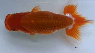 e10 勧進元一.jpg