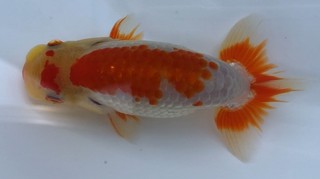 e11 勧進元二.jpg