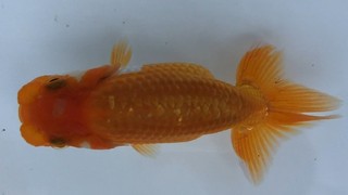 e15 脇行司一.jpg