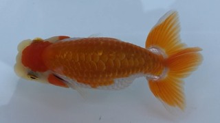 e16 脇行司二.jpg