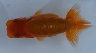 e17 前頭一東.jpg