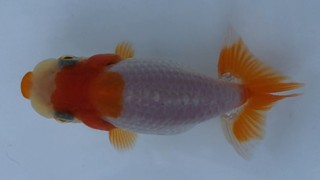 e18 前頭一西.jpg