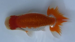 e5 取締約役二.jpg